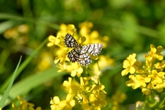 Chiasmia clathrata