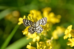 Chiasmia clathrata