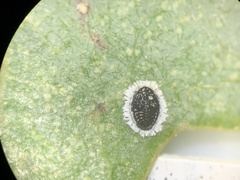 Tetraleurodes quercophyllae