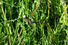 Chiasmia clathrata