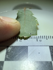 Tetraleurodes quercophyllae