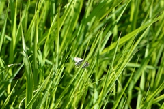 Chiasmia clathrata