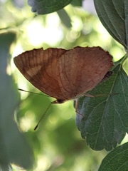 Tegosa claudina