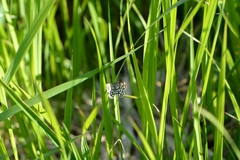 Chiasmia clathrata