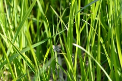 Chiasmia clathrata