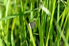 Chiasmia clathrata