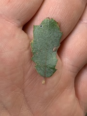 Tetraleurodes quercophyllae