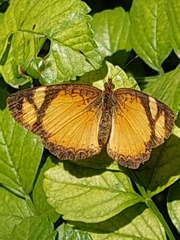 Tegosa claudina