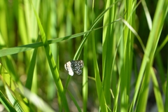 Chiasmia clathrata