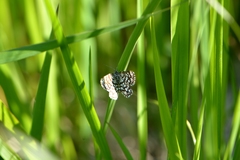 Chiasmia clathrata