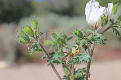 Argemone munita rotundata