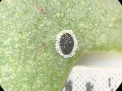 Tetraleurodes quercophyllae