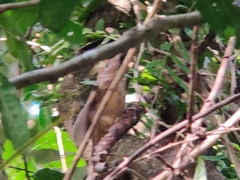 Colluricincla rufogaster rufogaster