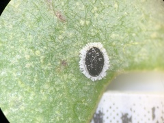 Tetraleurodes quercophyllae