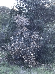 Phytophthora ramorum