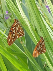 Dione vanillae