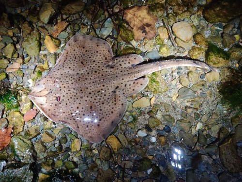 Big skate (Leucoraja ocellata) — Rajidae — 2