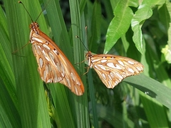 Dione vanillae