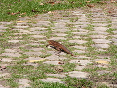 Tupinambis teguixin