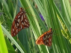 Dione vanillae