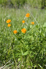 Trollius asiaticus