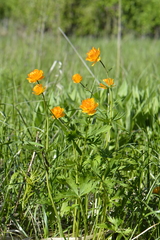 Trollius asiaticus