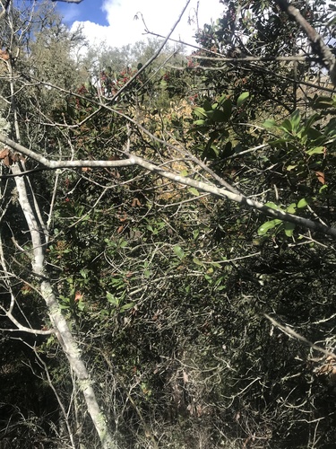 iNaturalist observation photo of Toyon