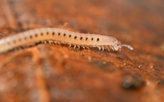 Proteroiulus fuscus