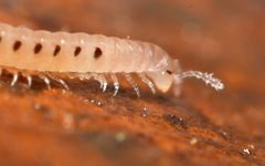 Proteroiulus fuscus