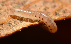 Proteroiulus fuscus