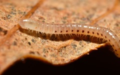 Proteroiulus fuscus