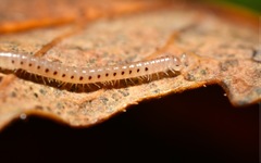 Proteroiulus fuscus