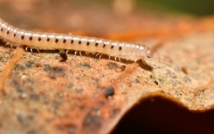 Proteroiulus fuscus
