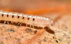 Proteroiulus fuscus