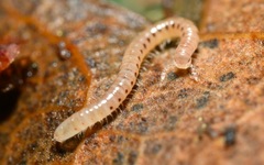 Proteroiulus fuscus