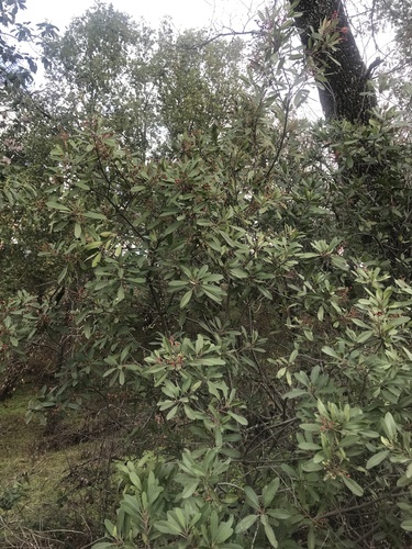 iNaturalist observation photo of Toyon