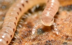 Proteroiulus fuscus