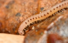 Proteroiulus fuscus