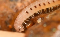 Proteroiulus fuscus