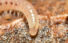 Proteroiulus fuscus