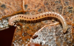 Proteroiulus fuscus