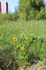 Trollius asiaticus