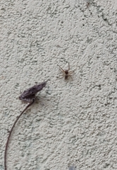 Menemerus bivittatus