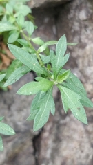 Erigeron karvinskianus image