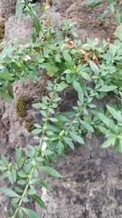 Erigeron karvinskianus image