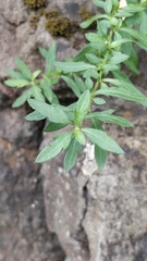 Erigeron karvinskianus image