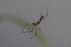 Tetragnatha bogotensis
