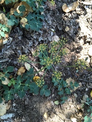 Lomatium repostum