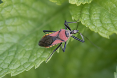 Rhynocoris segmentarius
