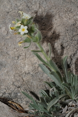 Oreocarya flavoculata